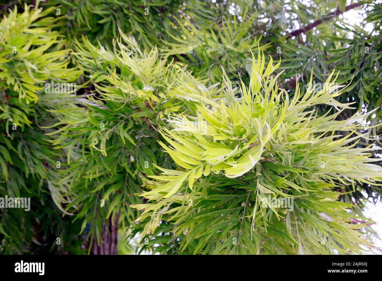 Laub einer australischen Silbereiche (Grevillea robusta), Kyrenia/Girne, Türkische Republik Nordzypern Stockfoto