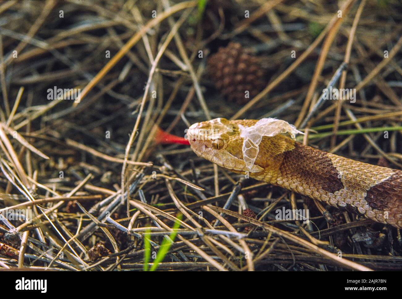 Copperhead snake Shedding seine Haut; Agkistrodon contortrix. Stockfoto