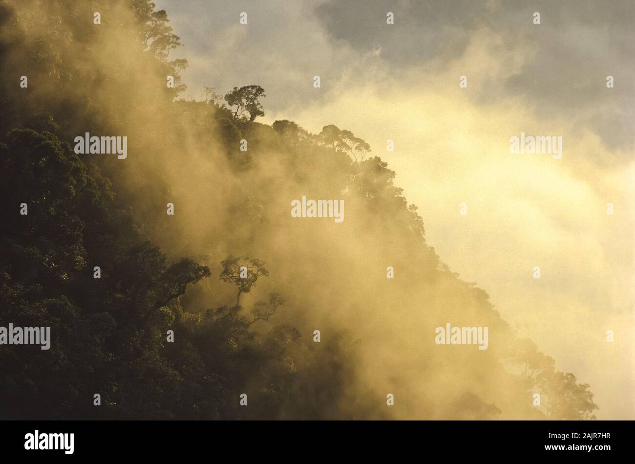 Regenwald an den Hängen des Mt. Kinabalu, Sabah, Borneo, Malaysia Stockfoto