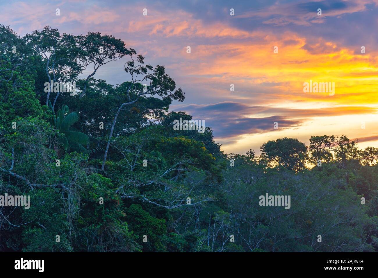 Sonnenuntergang mit tropischen Bäumen im Regenwalddach. Das flussbecken und der Dschungel des amazonas, wie im Yasuni-Nationalpark, Ecuador, zu sehen. Stockfoto