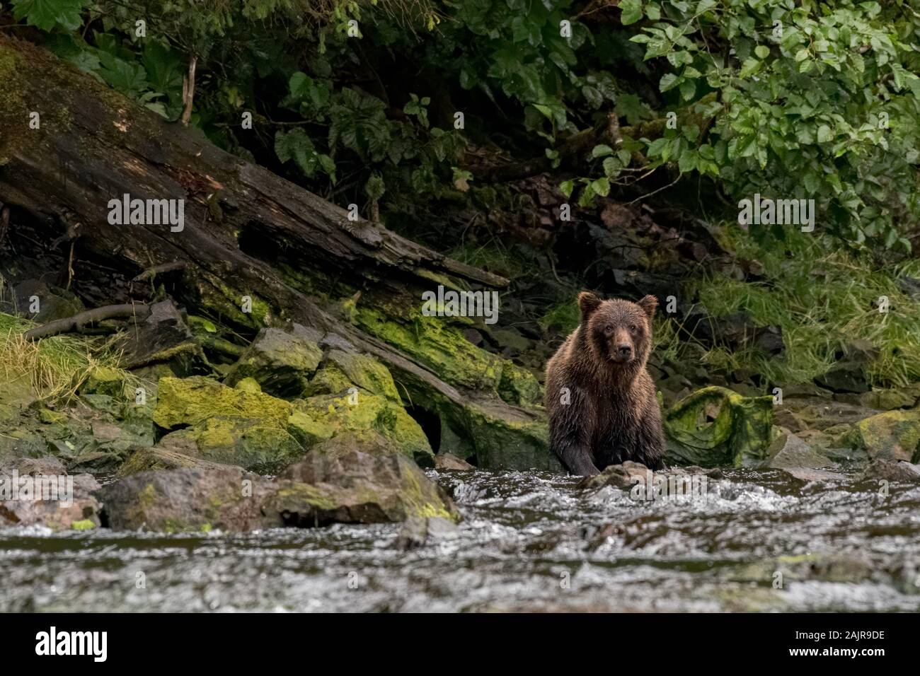 Küsten Braun (Grizzly) Bär (Ursus arctos Horribilis) Waten in einem südöstlichen Alaska River. Stockfoto