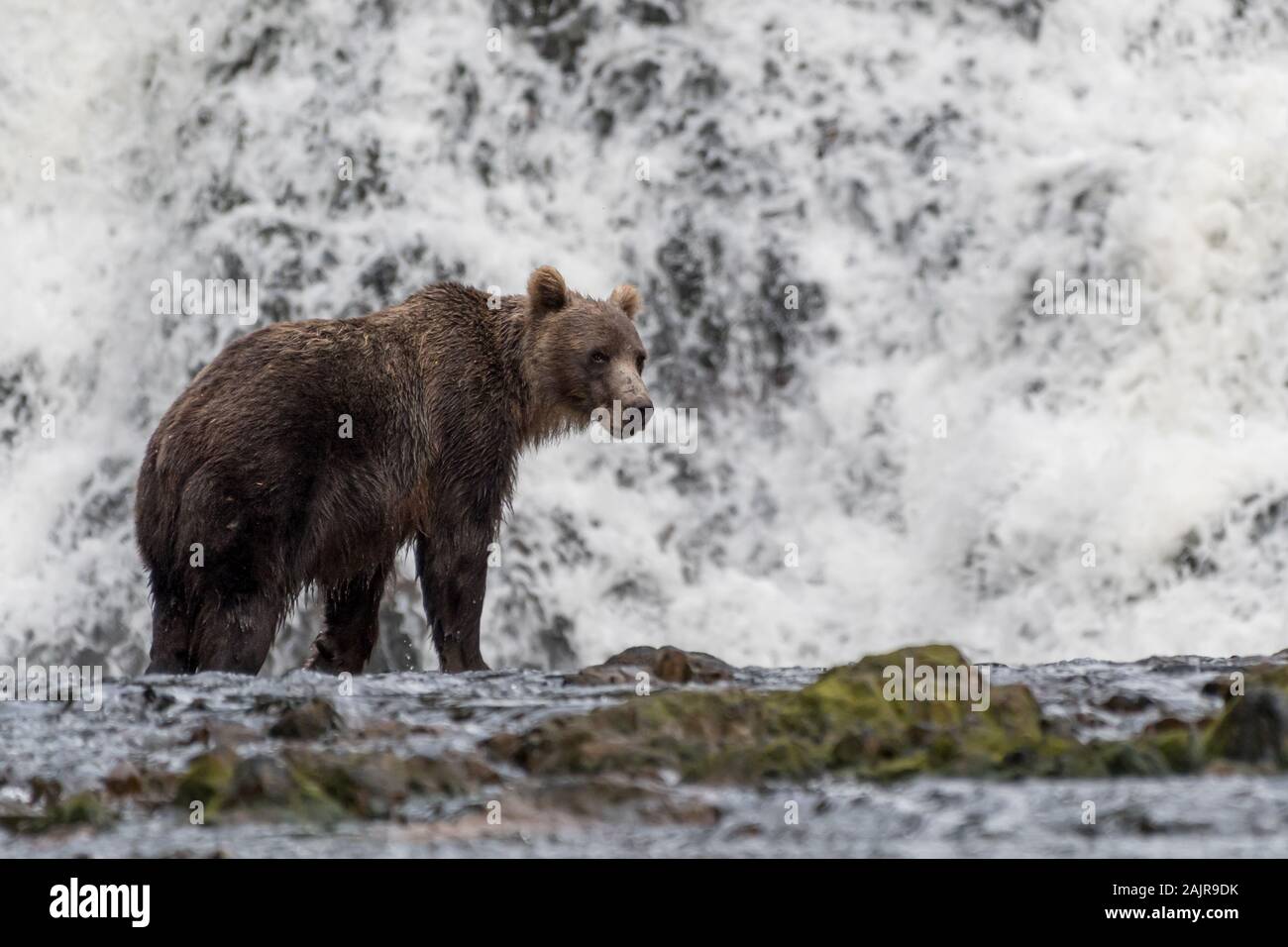 Reifen Küsten Braun (Grizzly) Bär (Ursus arctos Horribilis) vor einem Wasserfall im südöstlichen Alaska, USA. Stockfoto