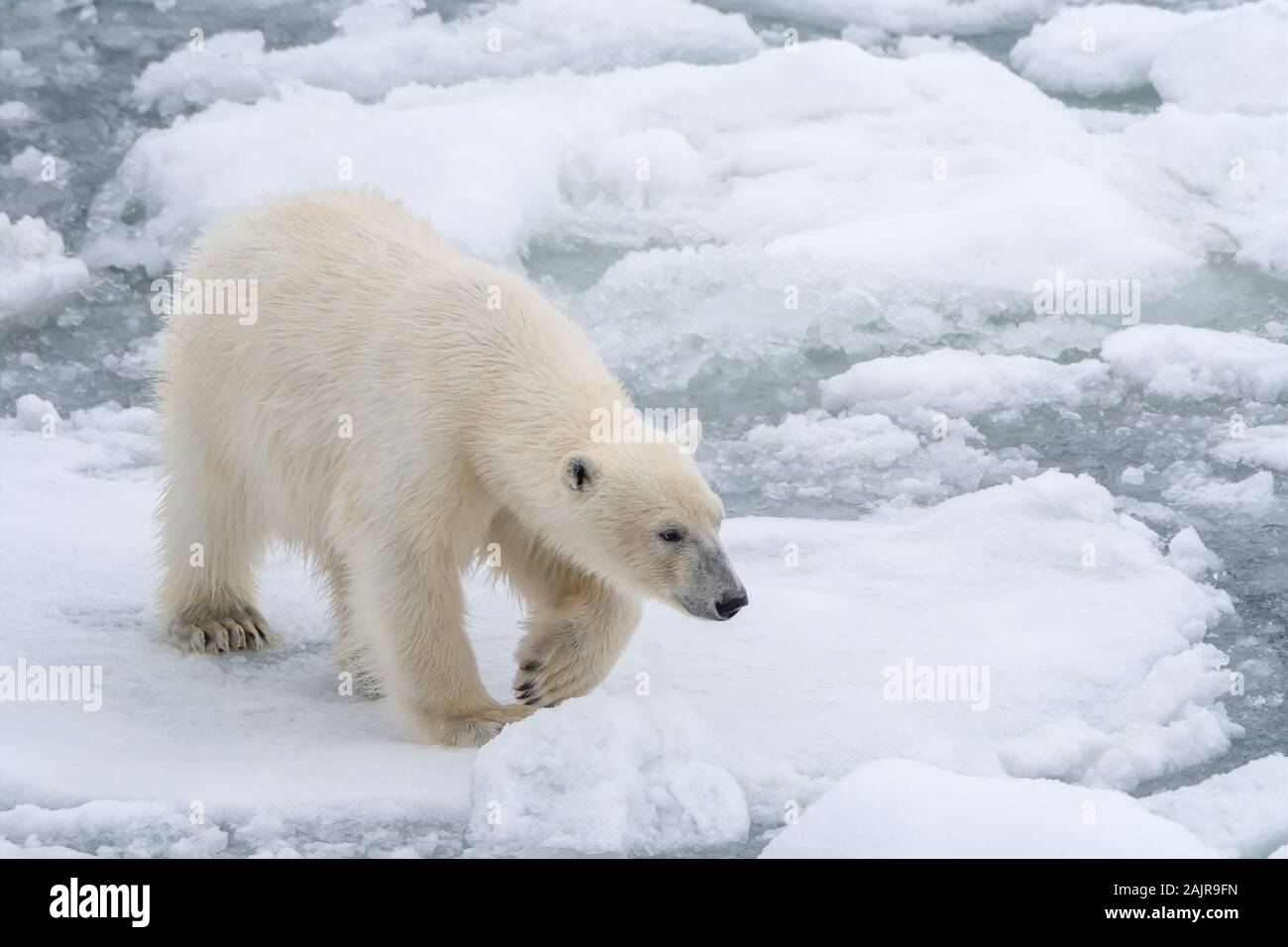 Eisbär (Ursus maritimus) ist Weg über schwimmende Bausteine von Meereis in der Nähe von Spitzbergen, Norwegen. Stockfoto