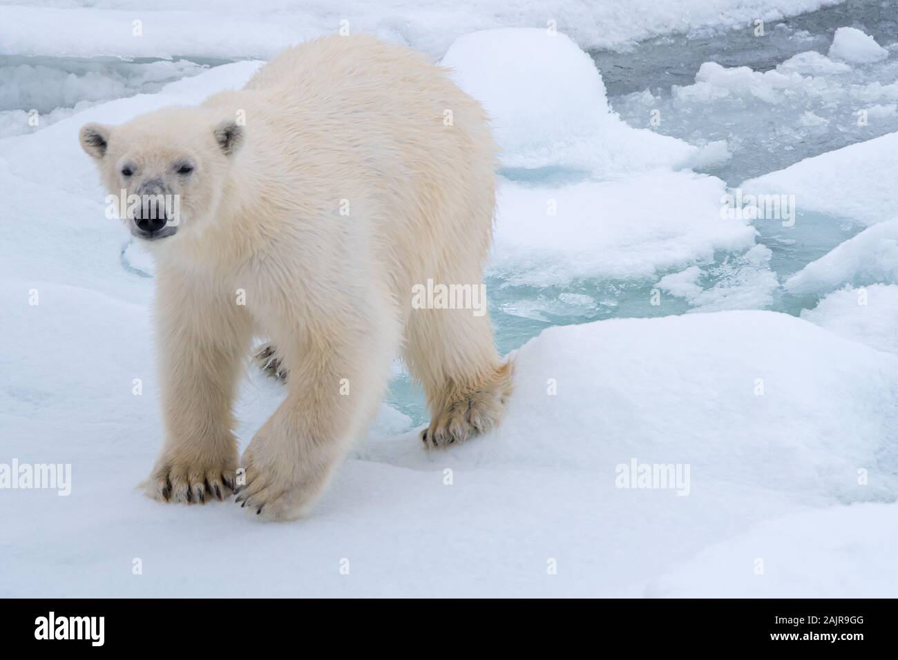 Eisbär (Ursus maritimus) ist Weg über schwimmende Bausteine von Meereis in der Nähe von Spitzbergen, Norwegen. Stockfoto