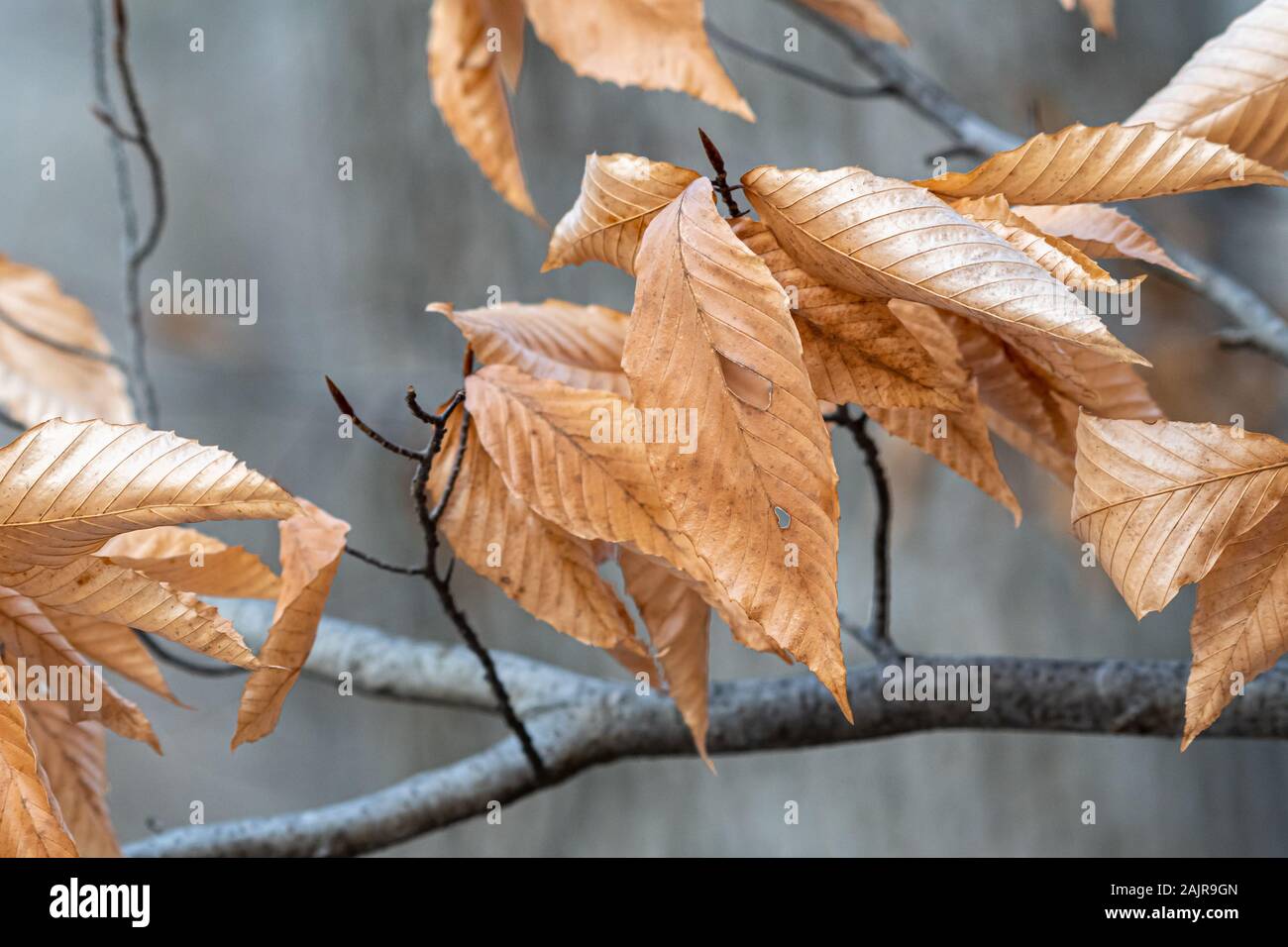 Getrocknete Blätter einer Nordamerikanischen Buche (Fagus grandifolia) im Winter. Stockfoto