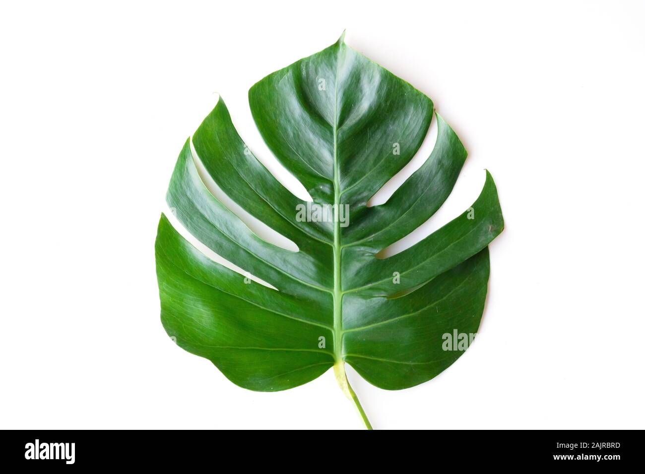 Dunkelgrün Monstera große Blätter isolieren, philodendron tropischen Pflanzen Pflanze, die in den Wilden auf weißem Hintergrund mit freistellungspfad Konzept für Flach Stockfoto