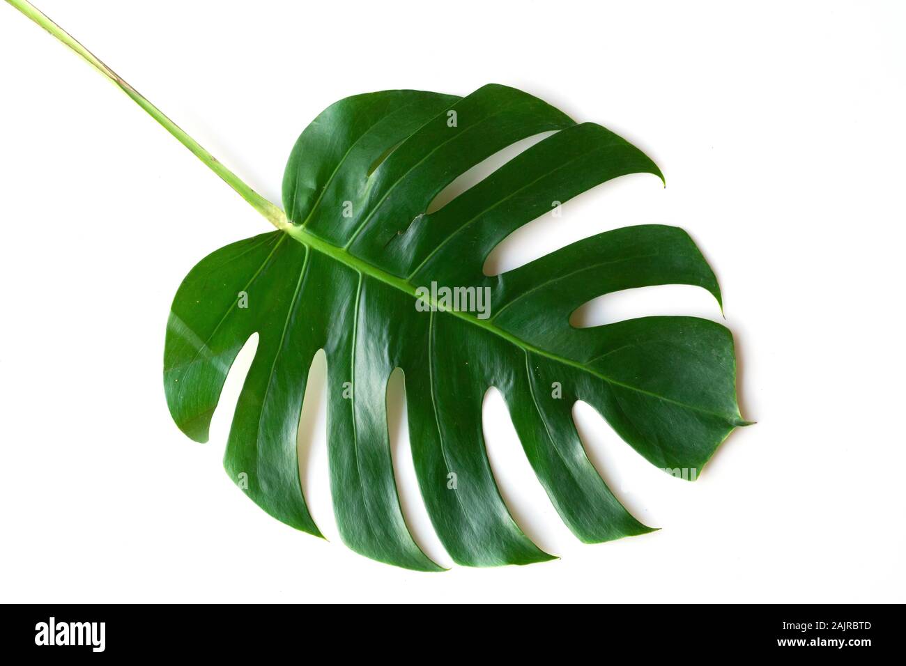 Dunkelgrün Monstera große Blätter isolieren, philodendron tropischen Pflanzen Pflanze, die in den Wilden auf weißem Hintergrund mit freistellungspfad Konzept für Flach Stockfoto