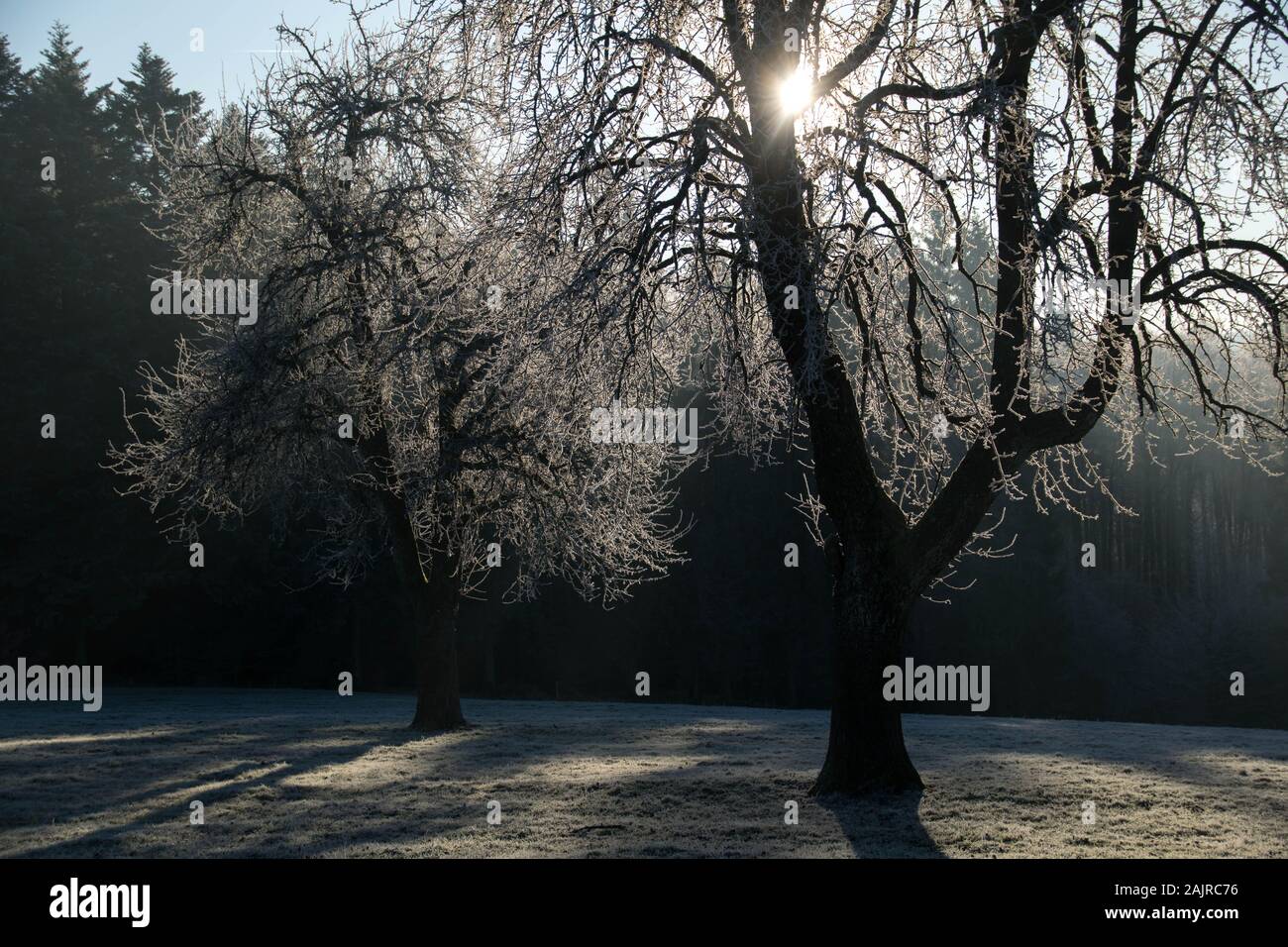 Sonnenbalken im schwarzen Wald im Winter Stockfoto