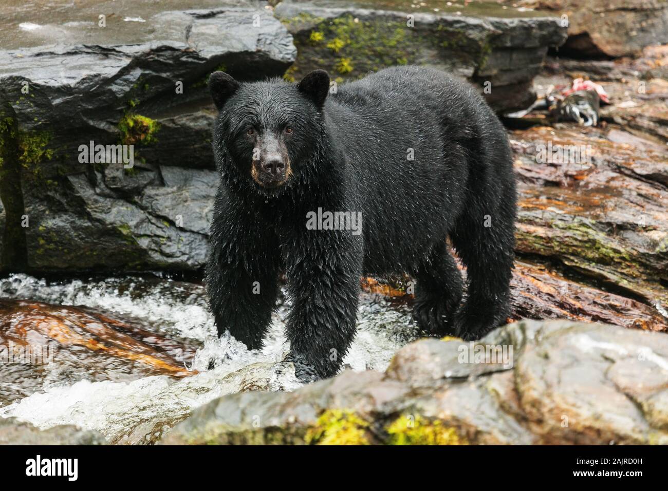 Black Bear für Lachs, Alaska suchen. Stockfoto