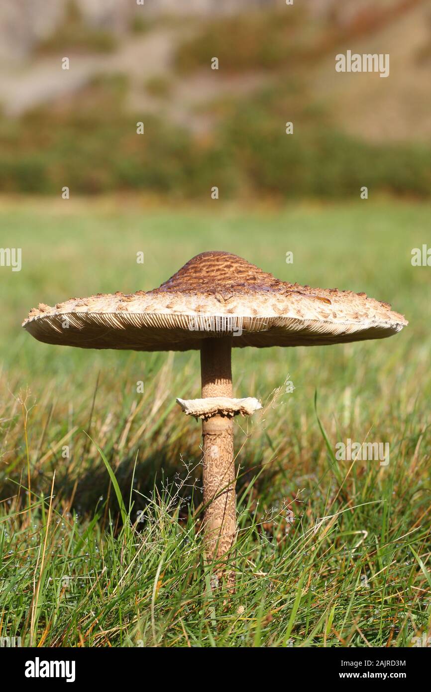 Der Sonnenschirm Pilz, Macrolepiota procera Stockfoto