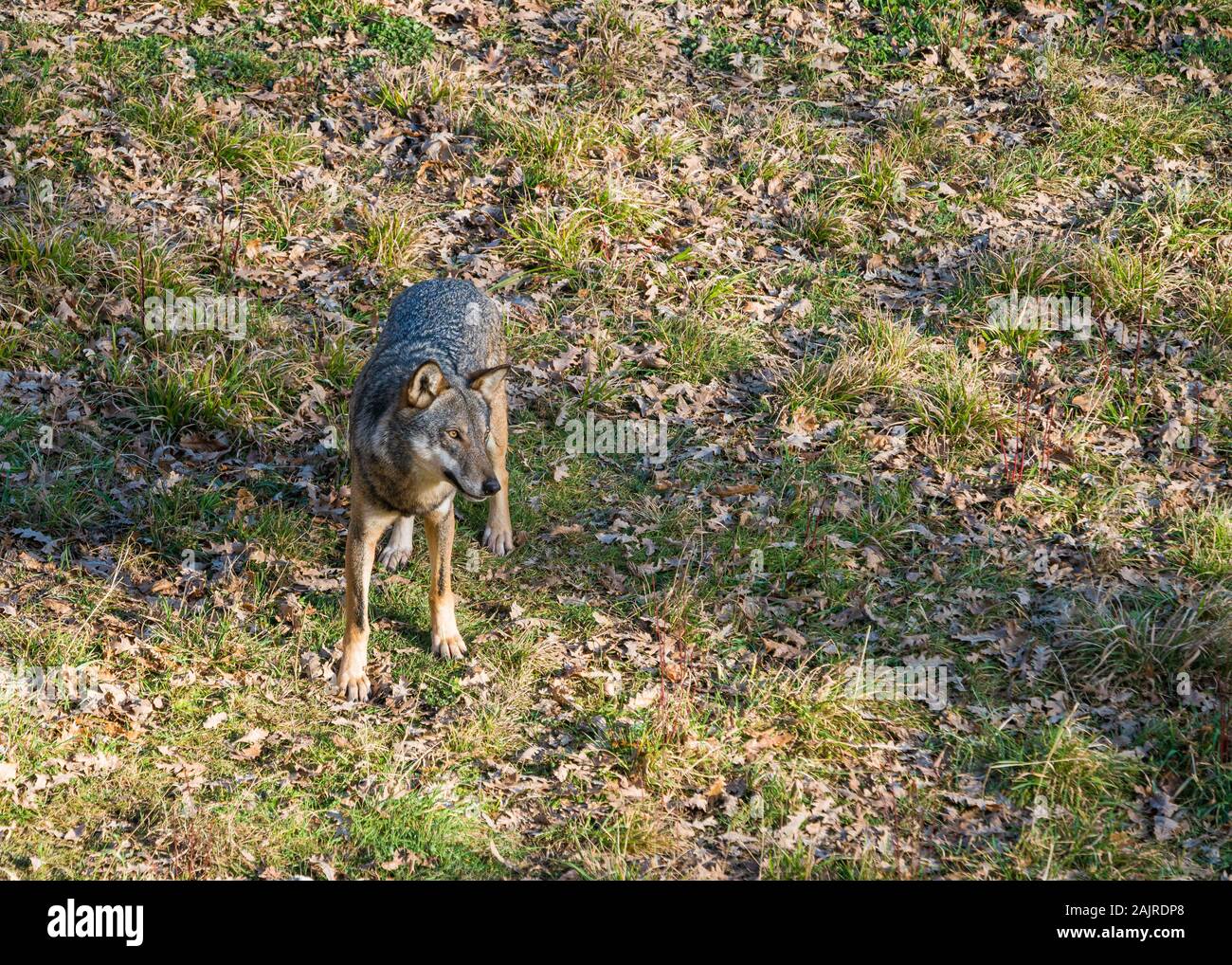 Apennine Wolf streift im Wildtiergebiet Civitella Alfedena. Abruzzen, Mittelitalien. Stockfoto