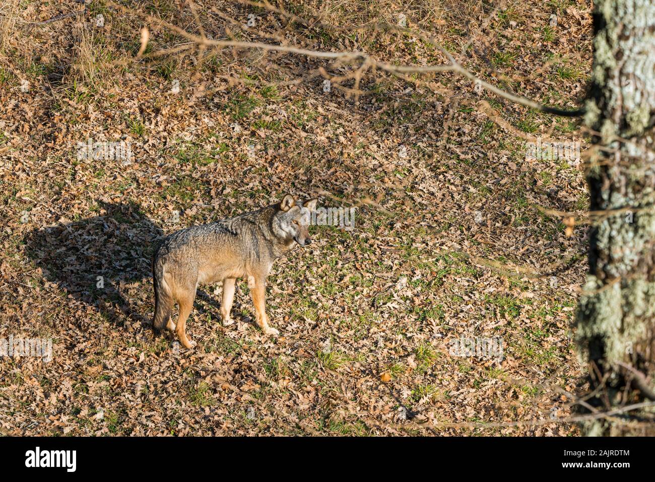 Apennine Wolf streift im Wildtiergebiet Civitella Alfedena. Abruzzen, Mittelitalien. Stockfoto