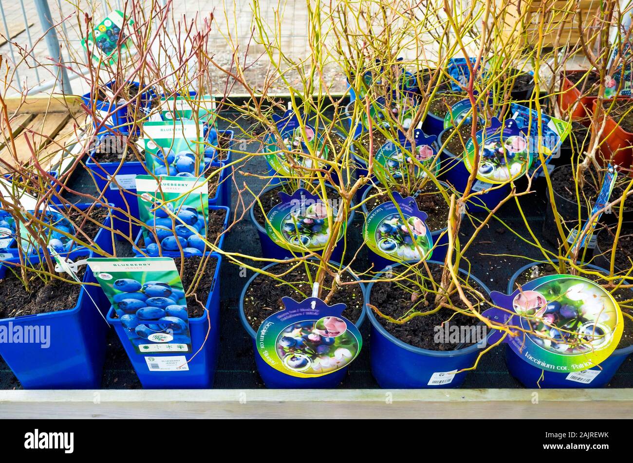 Ein winter Anzeige von Heidelbeeren Büsche für den Verkauf in einem Gartencenter Stockfoto