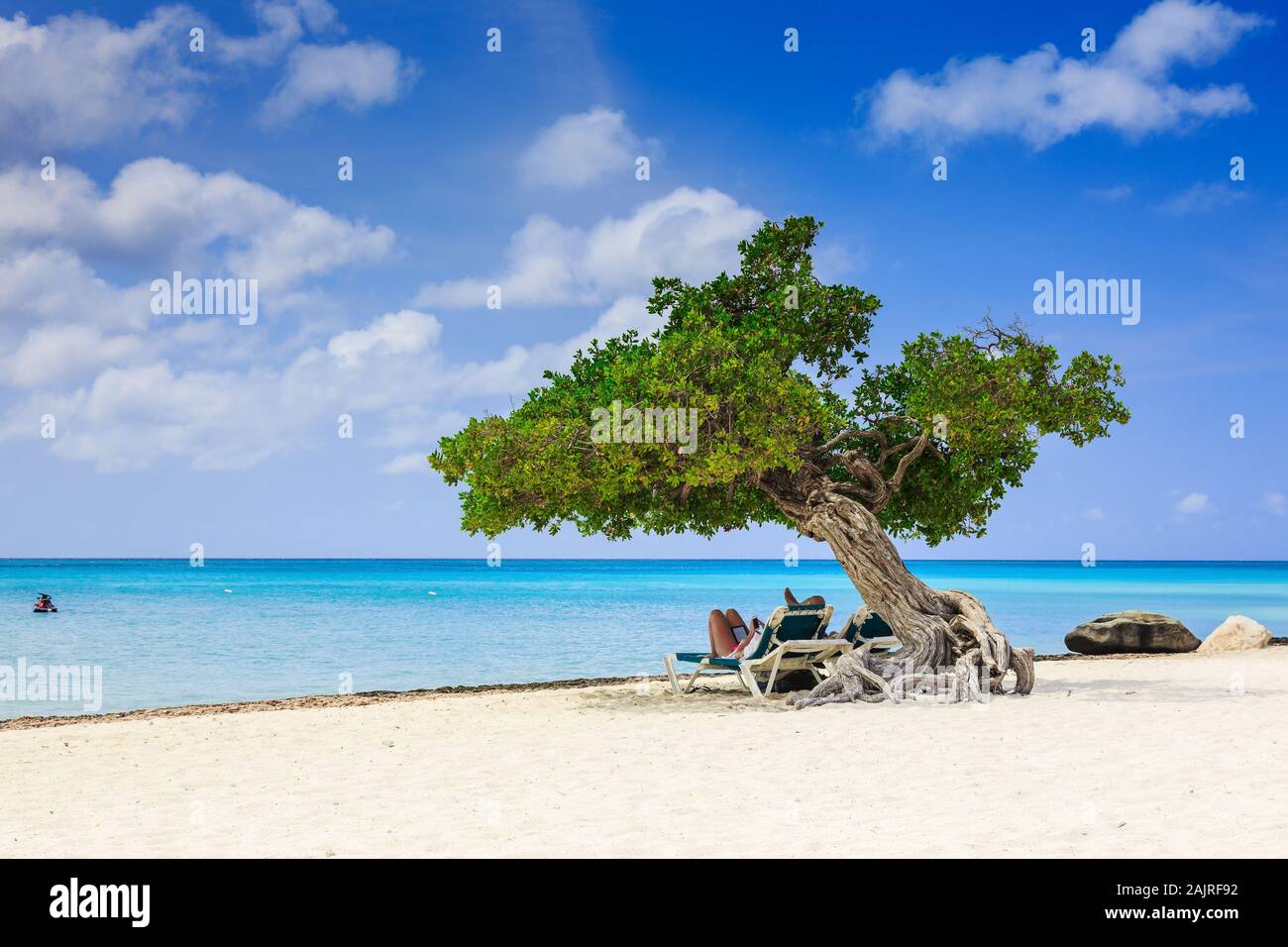 Aruba, Niederländische Antillen. Divi divi Baum am Strand. Stockfoto