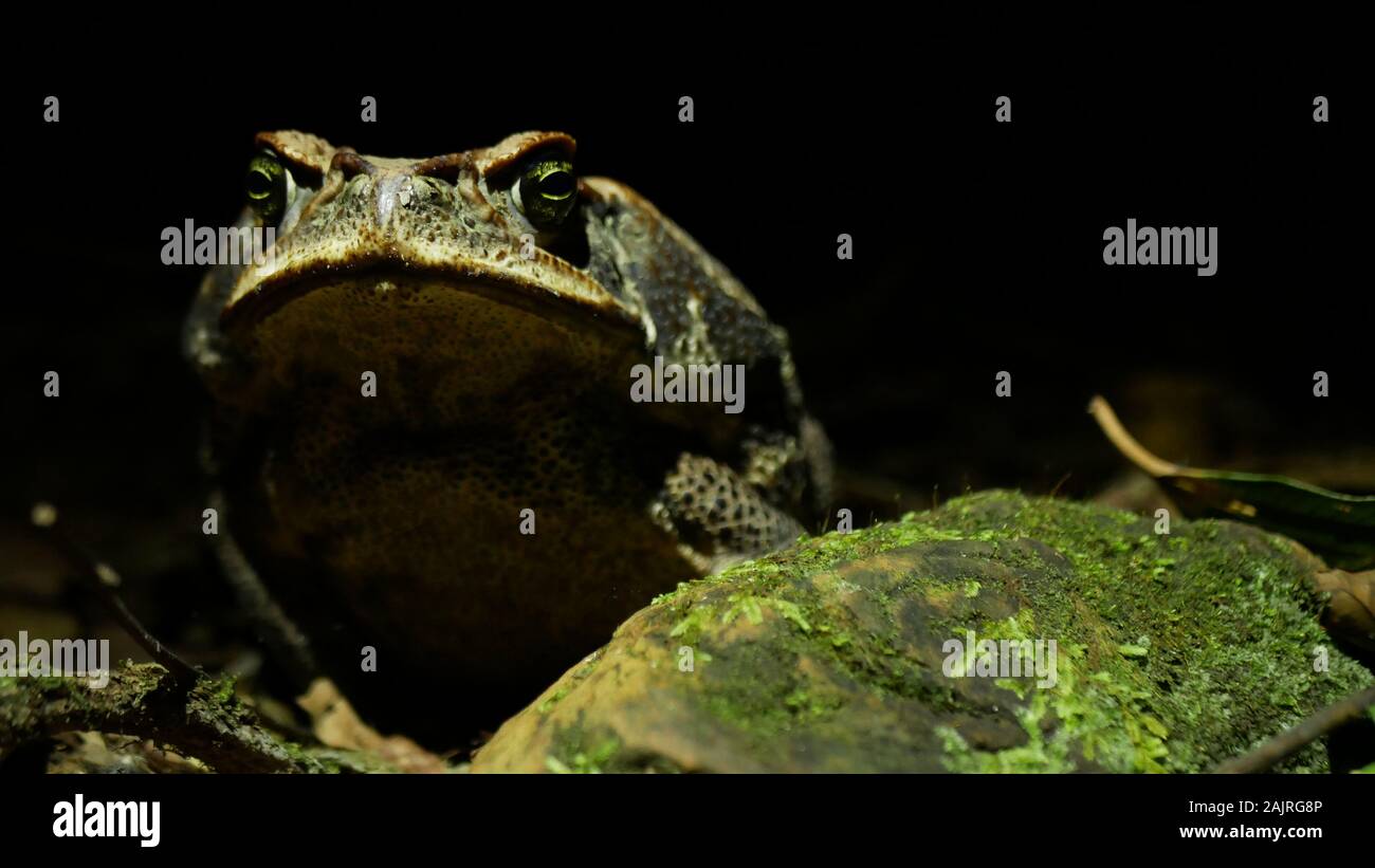 Riesige Kröte (Rhinella Marina) Suchen Sie mürrisch in den Amazonas Regenwald in Peru in der Nacht Stockfoto