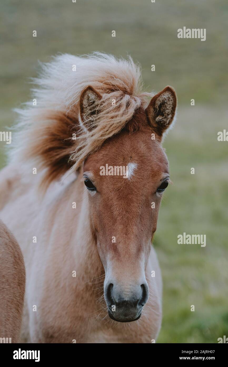 Nahaufnahme Pferd mit Wind weht Mähne im Feld Stockfoto