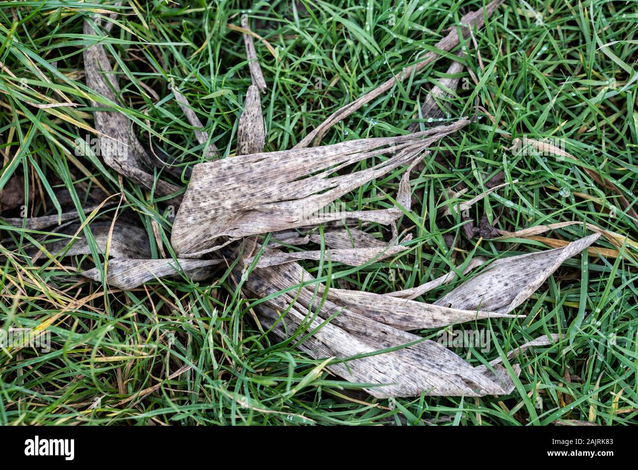 Glasstrahlperlen, Gras Stockfoto