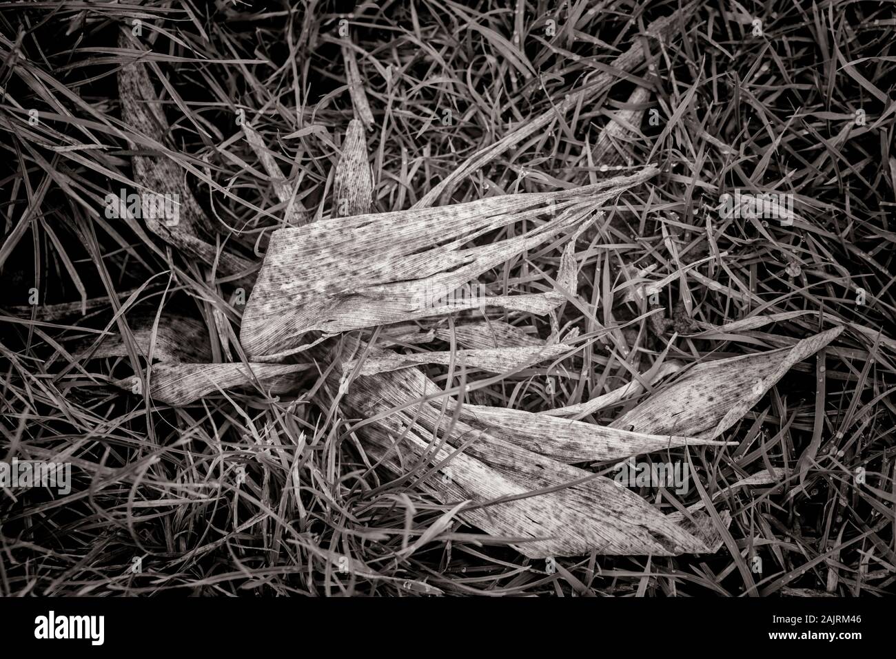 Glasstrahlperlen, Gras Stockfoto