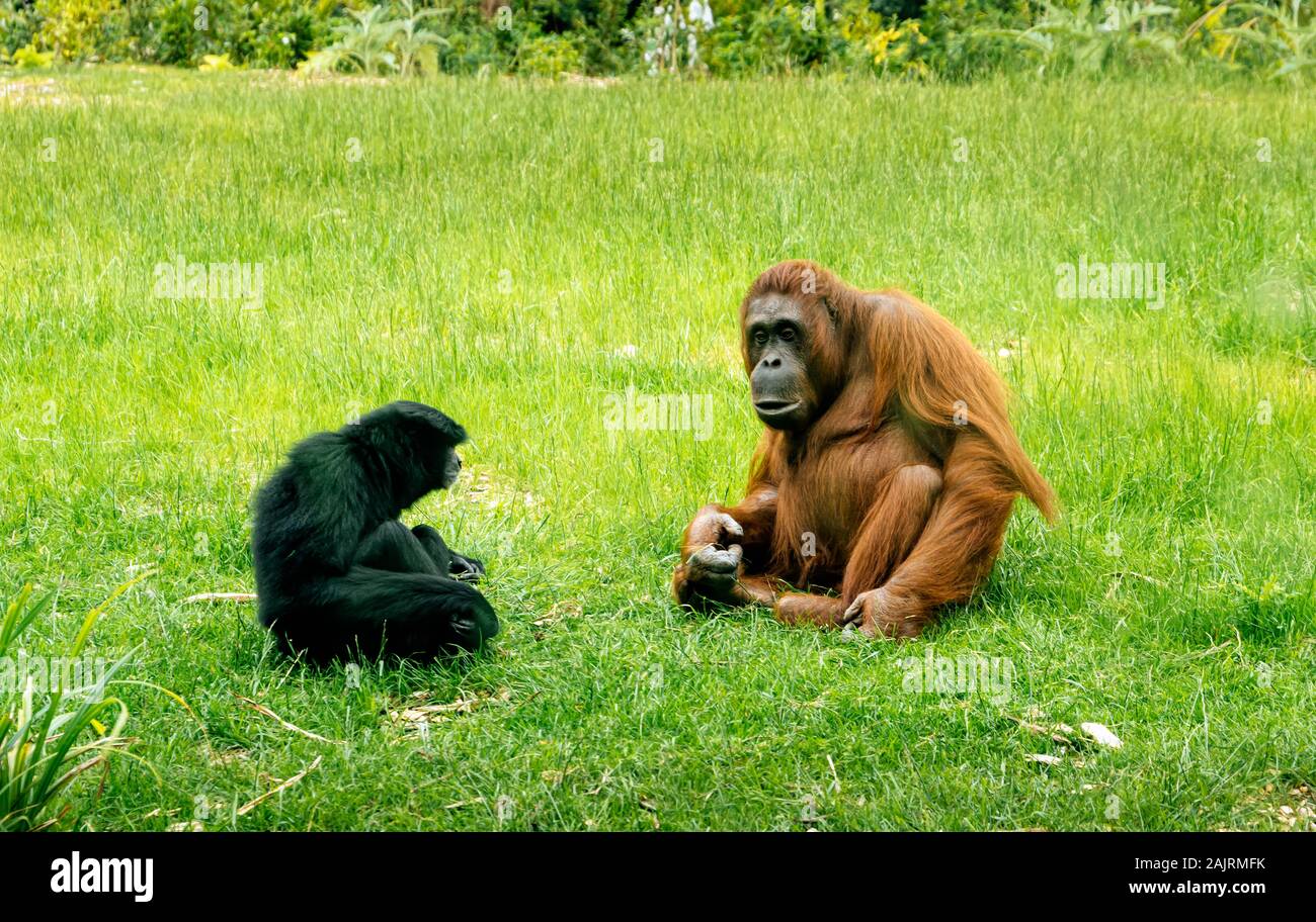Bornesischen Orang-utans, Pongo pygmaeus, sharing Lebensraum mit Siamang Gibbons, Symphalangus Syndactylus, im Zoo von Dublin, Irland. Säugetiere sitzen auf Gras. Stockfoto