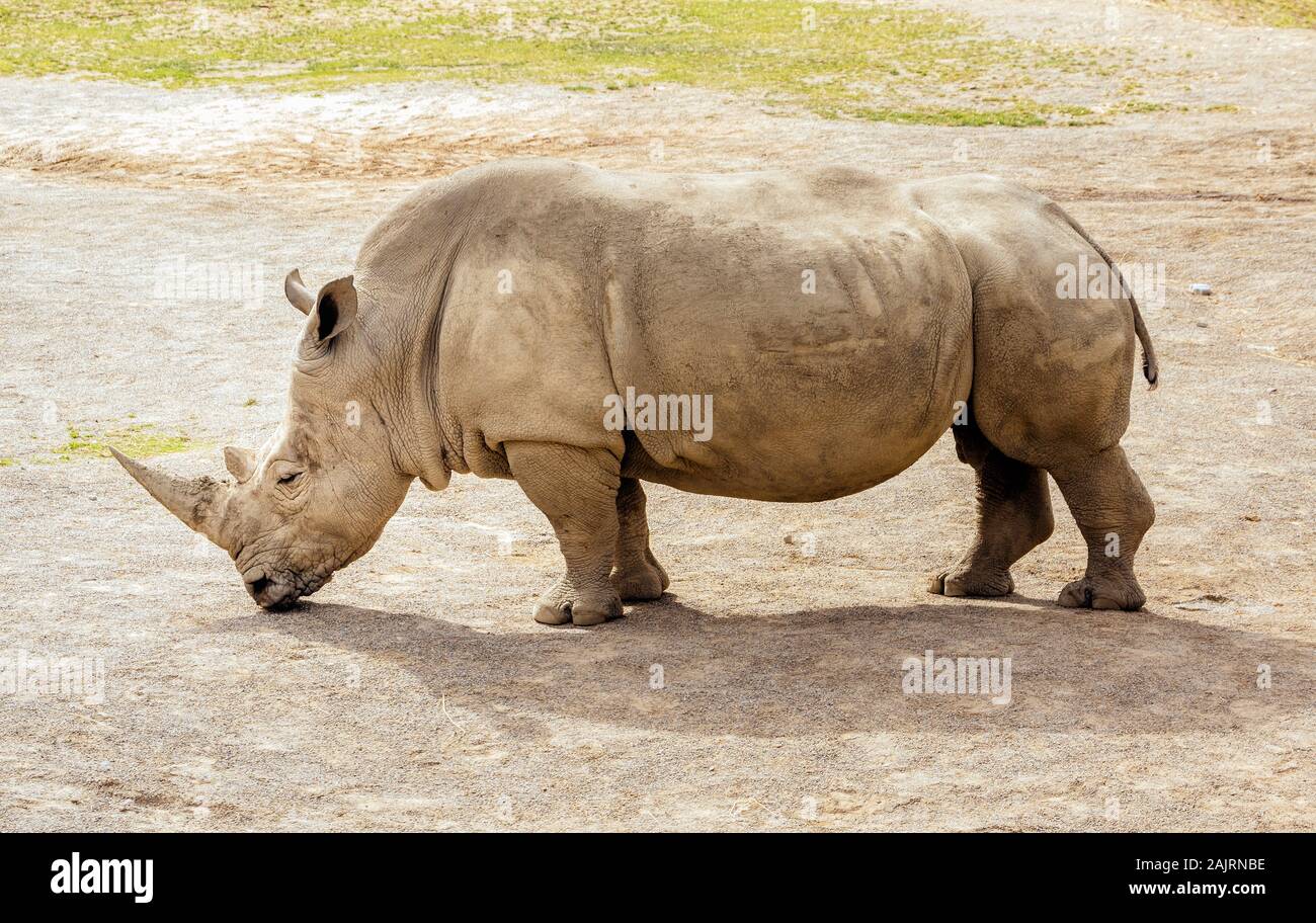 In der Nähe von großen Südliches Breitmaulnashorn, Rhinocerotidae), in ihrer Heimat im Zoo von Dublin, Irland Stockfoto