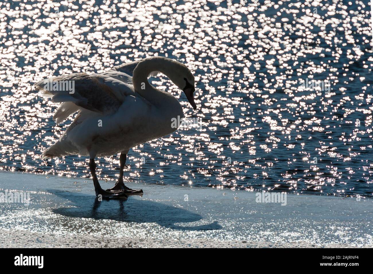 Stumme Schwan stehen auf einem Eisschild im Wasser und hinterleuchtet von der absteigenden Sonne, die aus dem Wasser scheint. Stockfoto