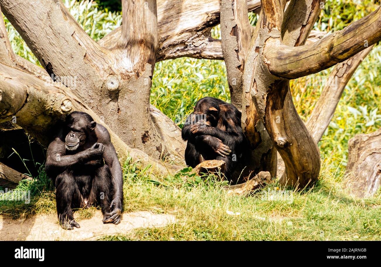 Zwei grossen westlichen Schimpansen, Pan troglodytes, in ihrer Heimat im Zoo von Dublin, Irland Stockfoto