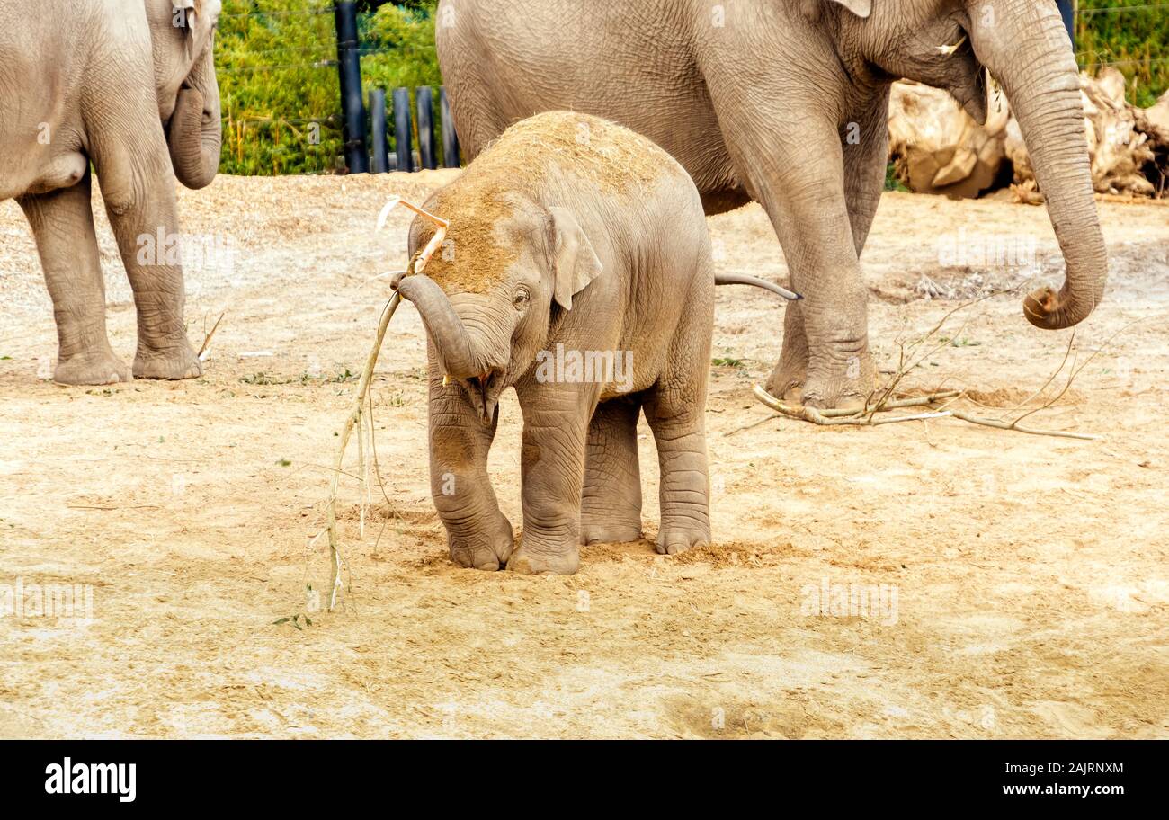 Junge asiatische Elefanten, Elephas Maximus, Fütterung auf Rinde in ihrem Lebensraum im Zoo von Dublin, Irland Stockfoto