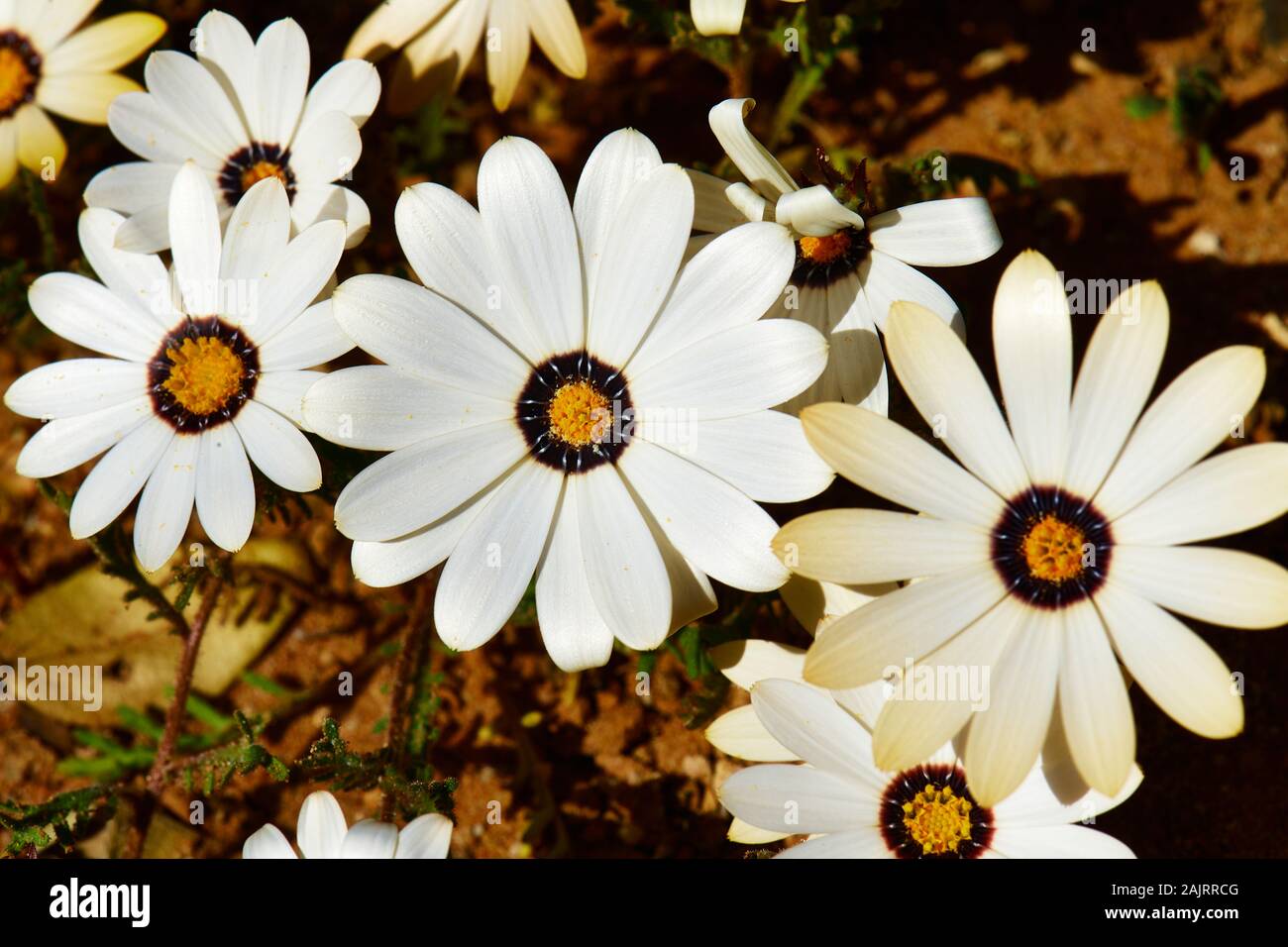 Rain Daisy, Nieuwoundtville, Northern Cape Stockfoto