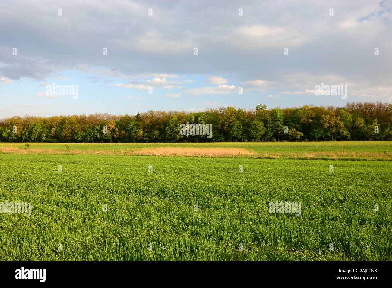 Grünes Feld und Wald Stockfoto