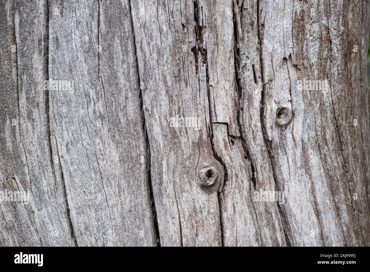 Baumstamm Holz Hintergrund, Textur. Getrocknet, tote graue Farbe Holz-  stumpf, Detailansicht Stockfotografie - Alamy