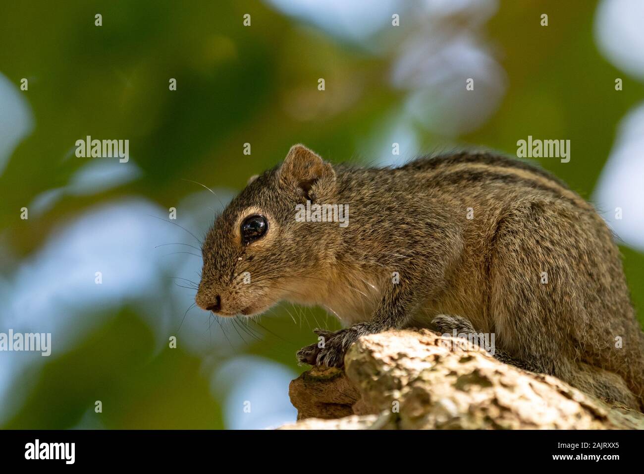 Die indische Palm Eichhörnchen oder drei-gestreiften Palm Eichhörnchen Stockfoto