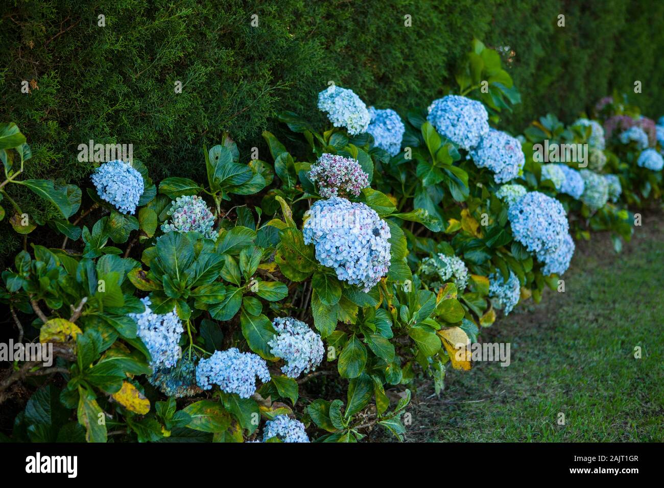 Hell blau Hydrangea macrophylla blühen im Garten. Poas, Costa Rica. Stockfoto