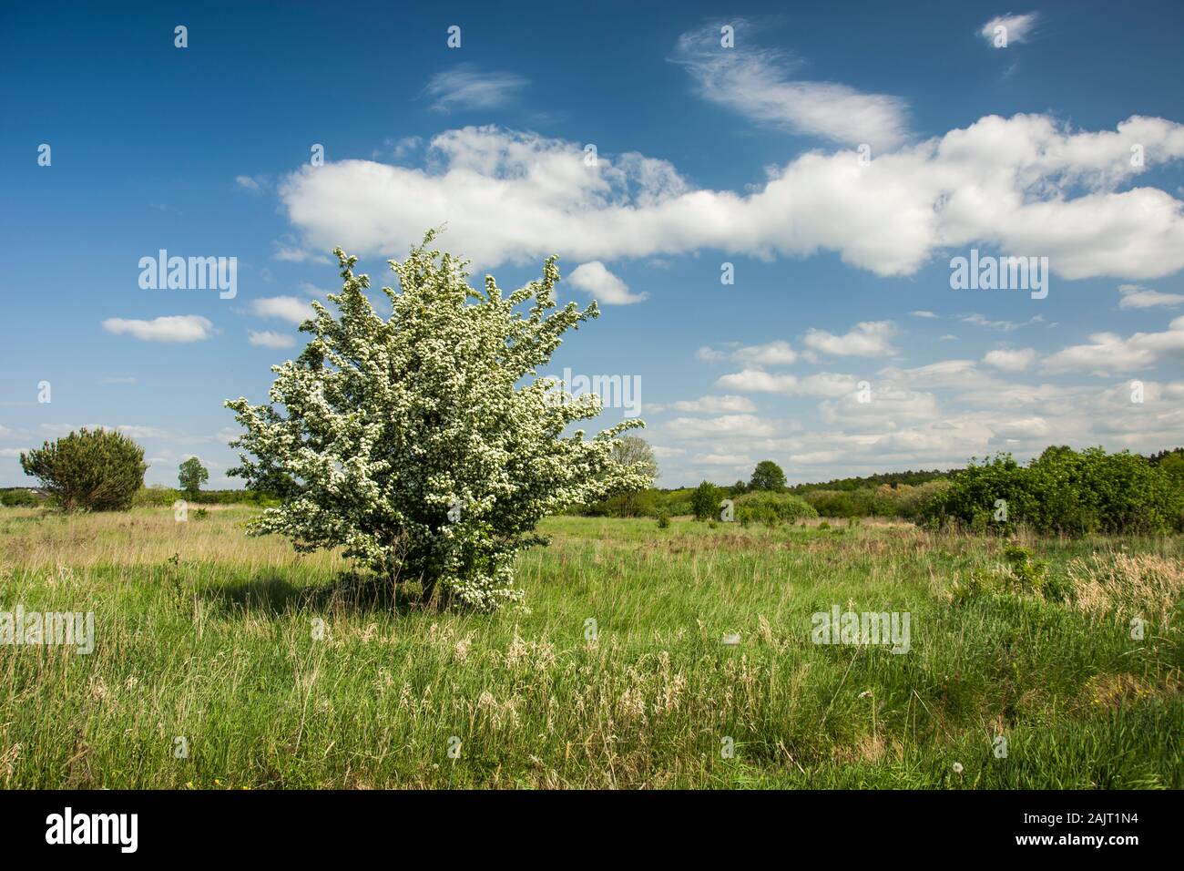 Blühende Strauch auf der Wiese Stockfoto