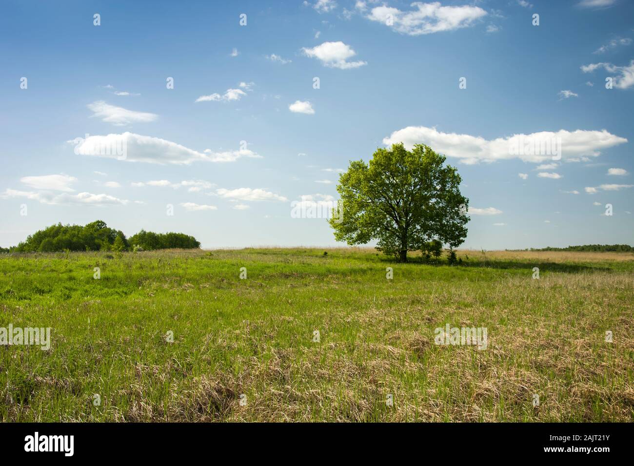 Baum auf der Wiese Stockfoto