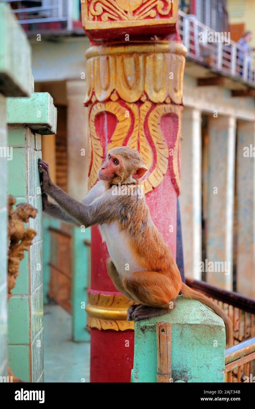 Monkey ruht auf den Wänden der buddhistischen Tempel des Mount Popa, in Myanmar, vor blauem Himmel. Stockfoto