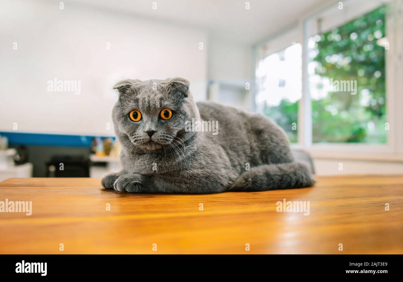 Nette und schöne Katze. Dies ist Britisch Kurzhaar und Scottish Fold graue  Katze Stockfotografie - Alamy