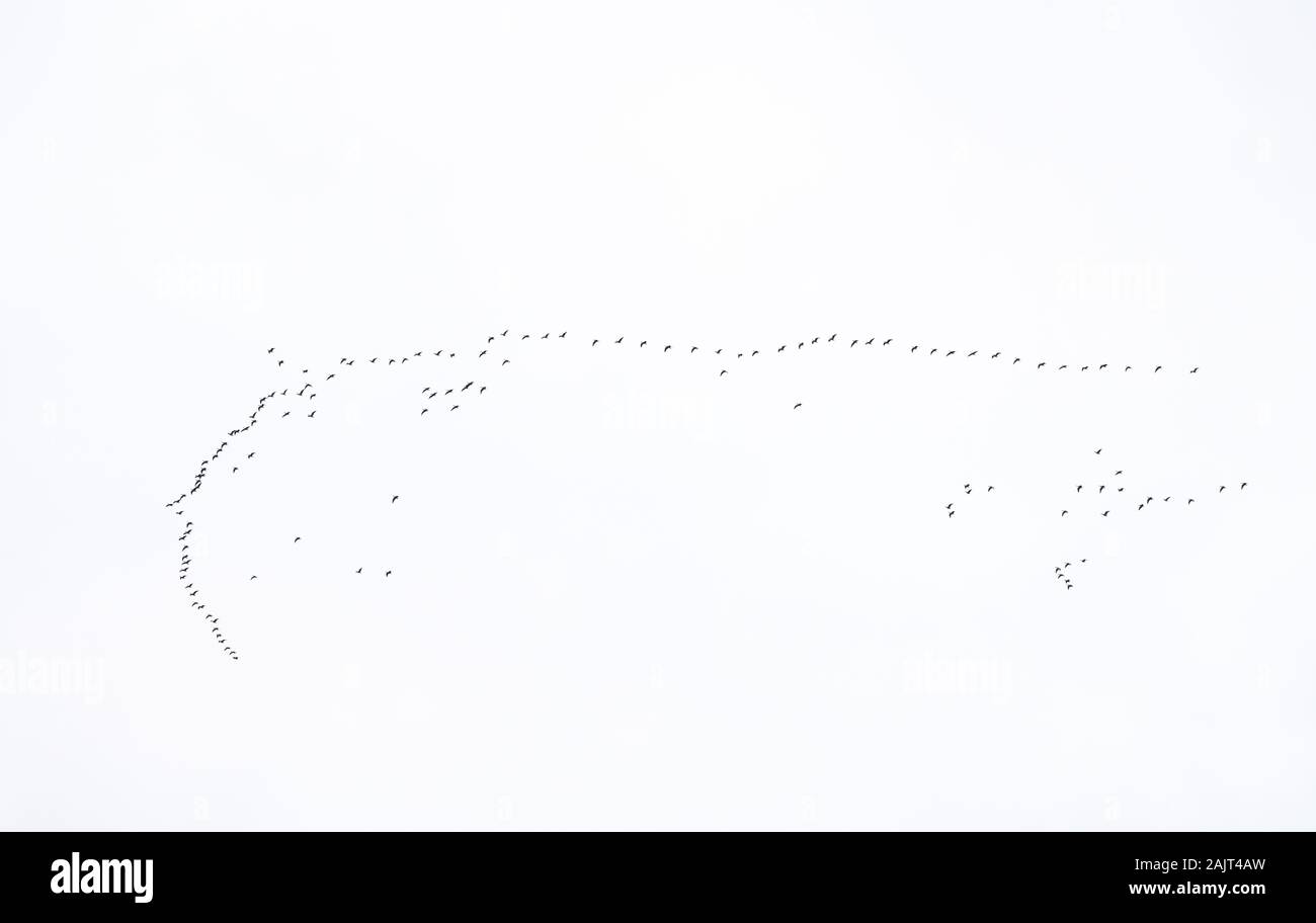 Herde von rosa Gänse (Anser brachyrhynchus) fliegen in V-Formation, Loch Leven National Nature Reserve, Schottland, Großbritannien. Stockfoto