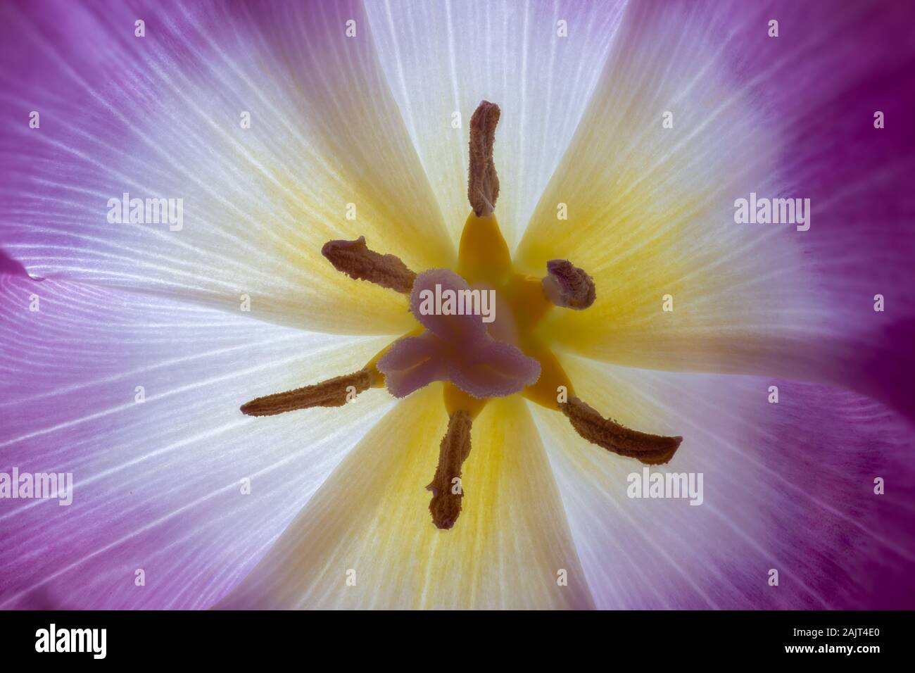 Detail innerhalb einer pyrple und gelbe Tulpe Close up (Tulipa) Blütenstand, Stigmatisierung, Staubbeutel und Blütenblätter. Stockfoto