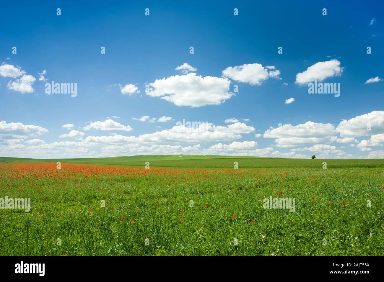 Große grüne Wiese mit Mohn, Horizont und Sky Stockfoto