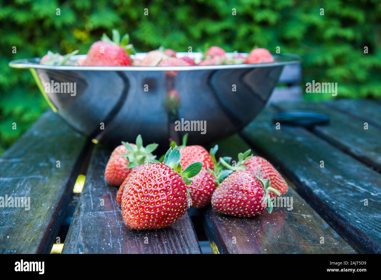 Geerntet frische Erdbeeren in einer Schale auf dem Tisch Stockfoto