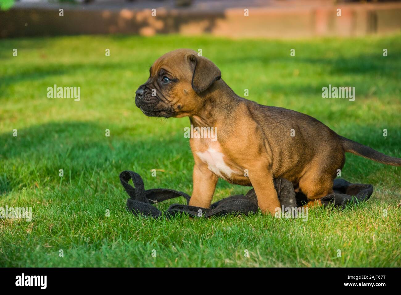 Kleine braune Boxer Hund auf dem grünen Rasen Stockfoto