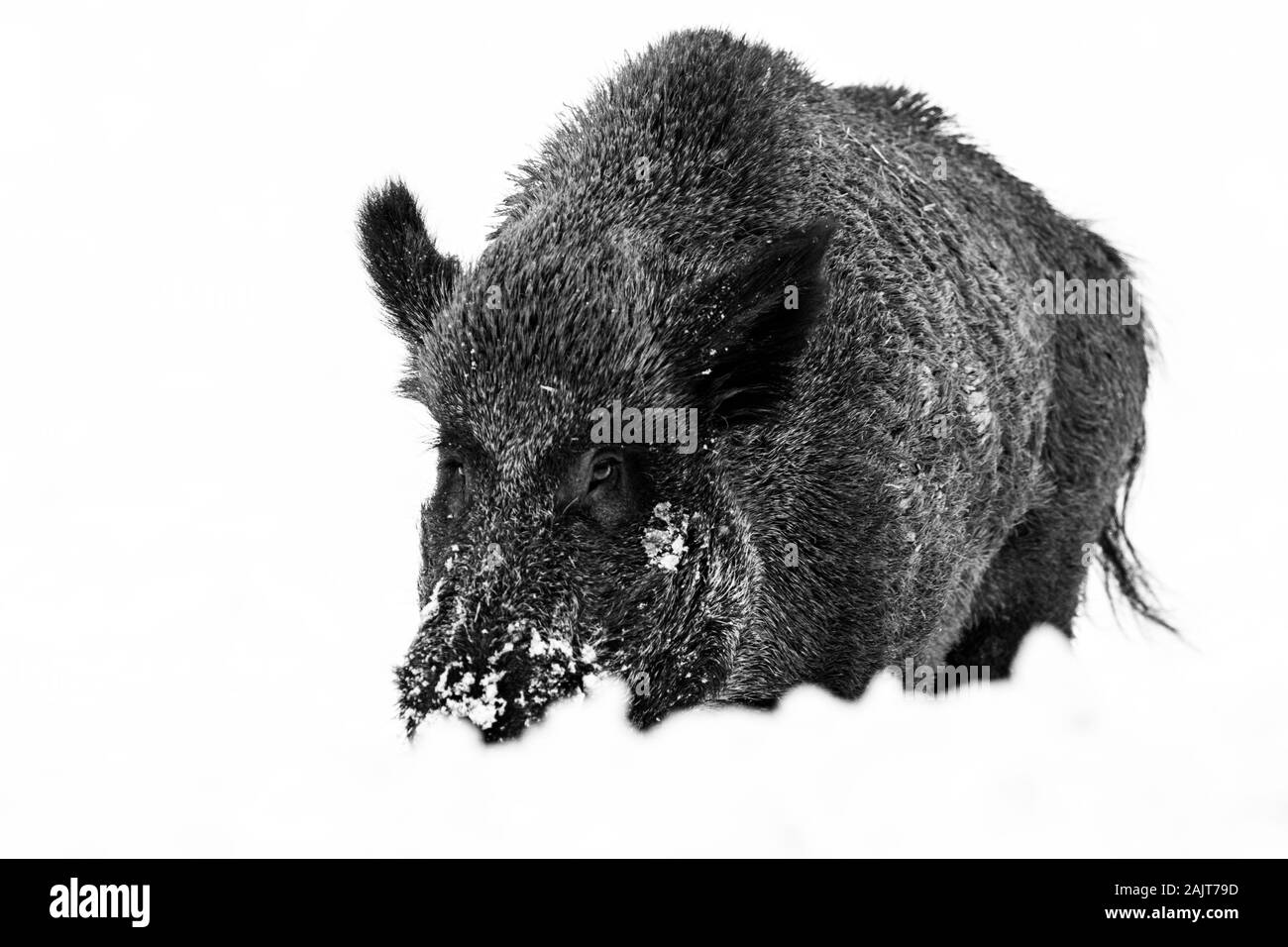 Wildschwein im winter Stockfoto