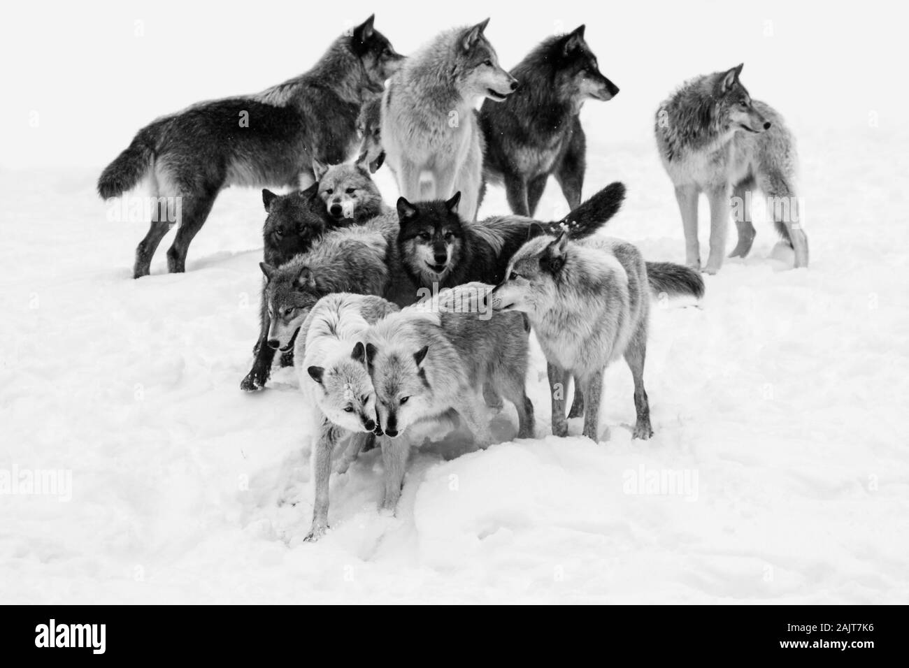 Wolf Pack im Winter Stockfoto