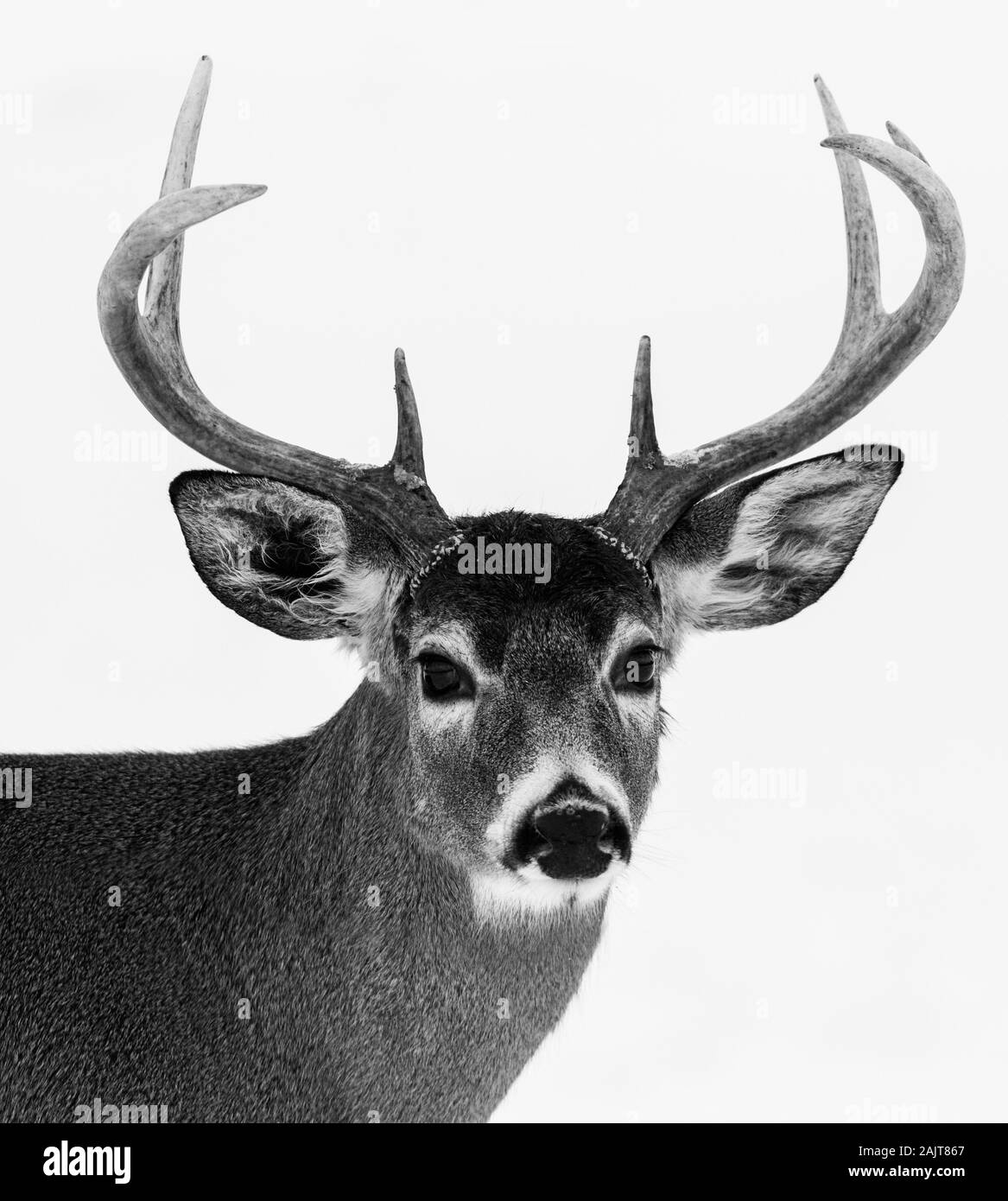 Weißwedelhirsche (Odocoileus virginianus), auch als Whitetail im Winter bekannt Stockfoto