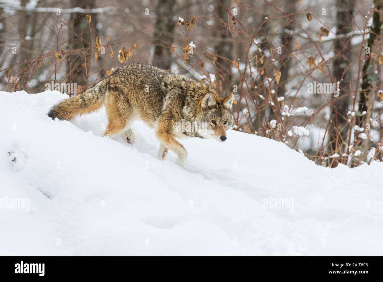 Große männliche Kojote im Winter Stockfoto