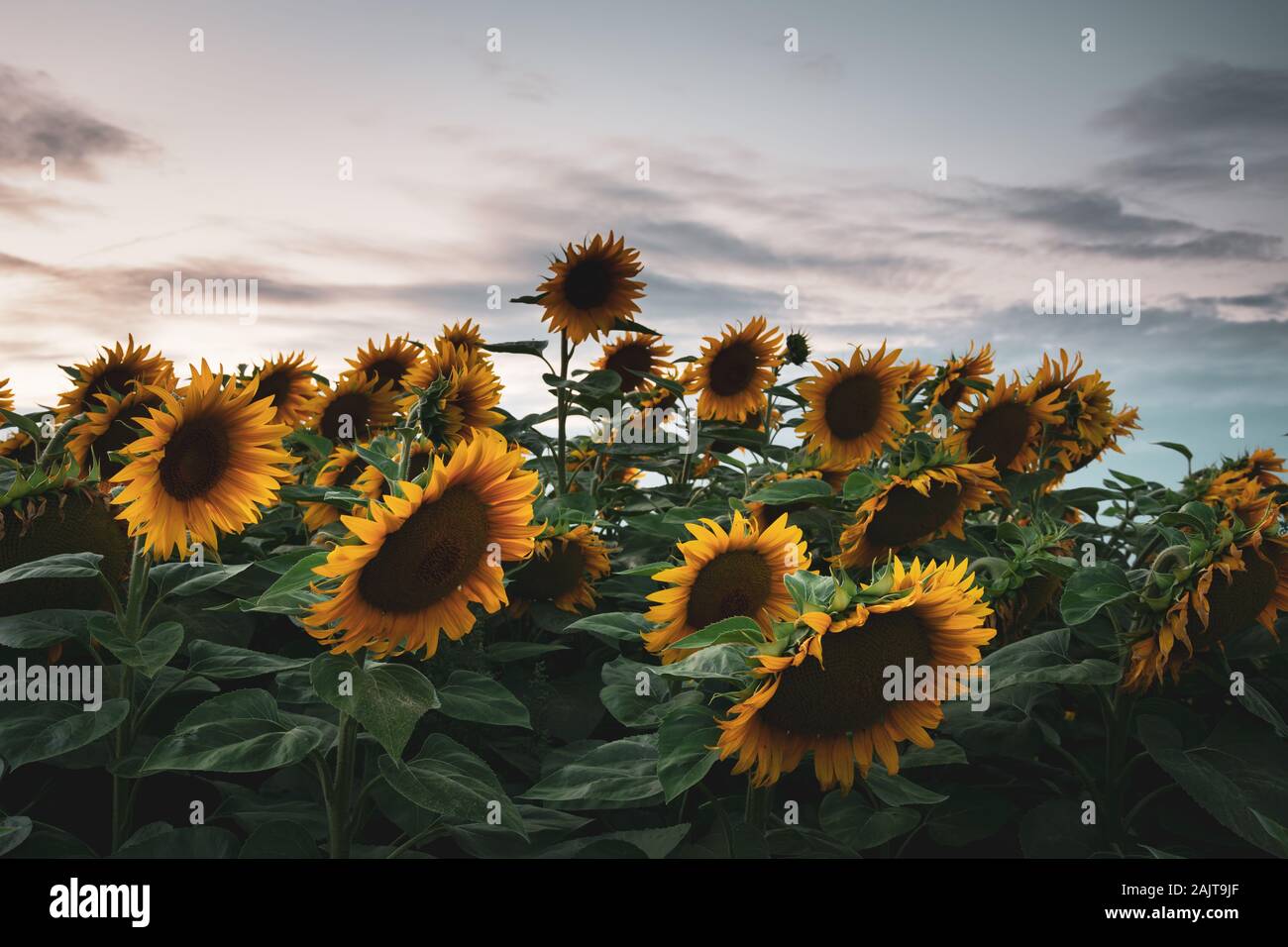 Dichtes Feld von Reifen Sonnenblumen, abend Wolken und Himmel Stockfoto