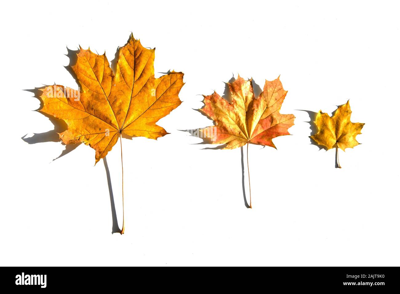 Unterschiedliche Größe der Bunte Herbst Ahorn Blätter in Linie auf weißem Hintergrund. Stockfoto