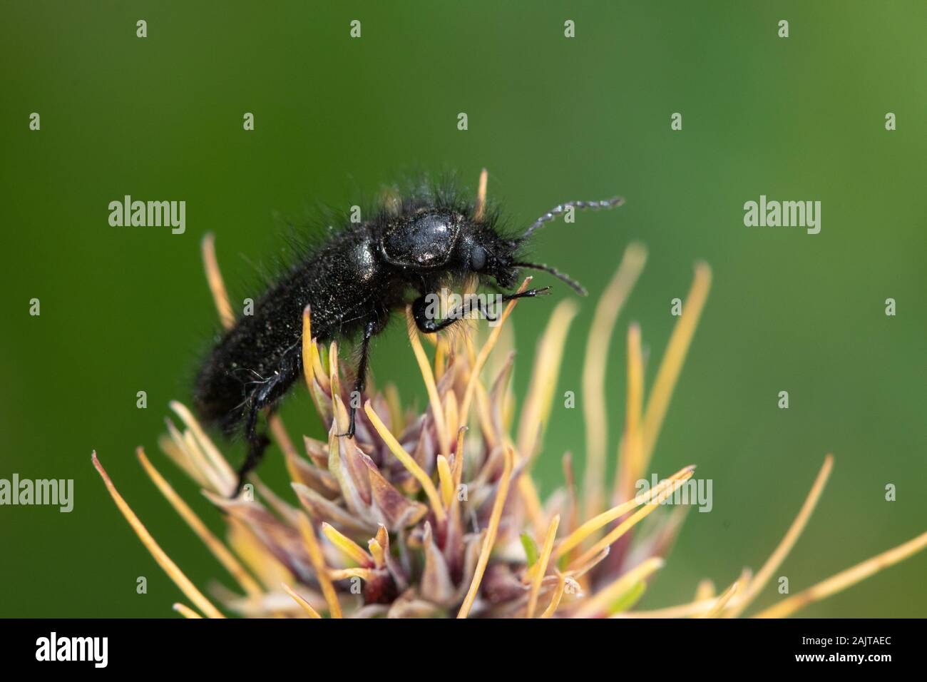 Männlich Enicopus sp. (Weich geflügelter Blumenbeet) Stockfoto