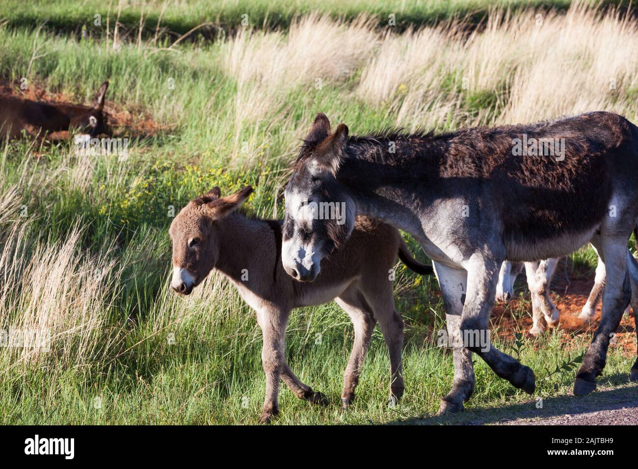 Eine Mutter und Baby Donkey Spaziergang mit ihrer Herde am Nachmittag Sonnenschein im Custer State Park in South Dakota. Stockfoto