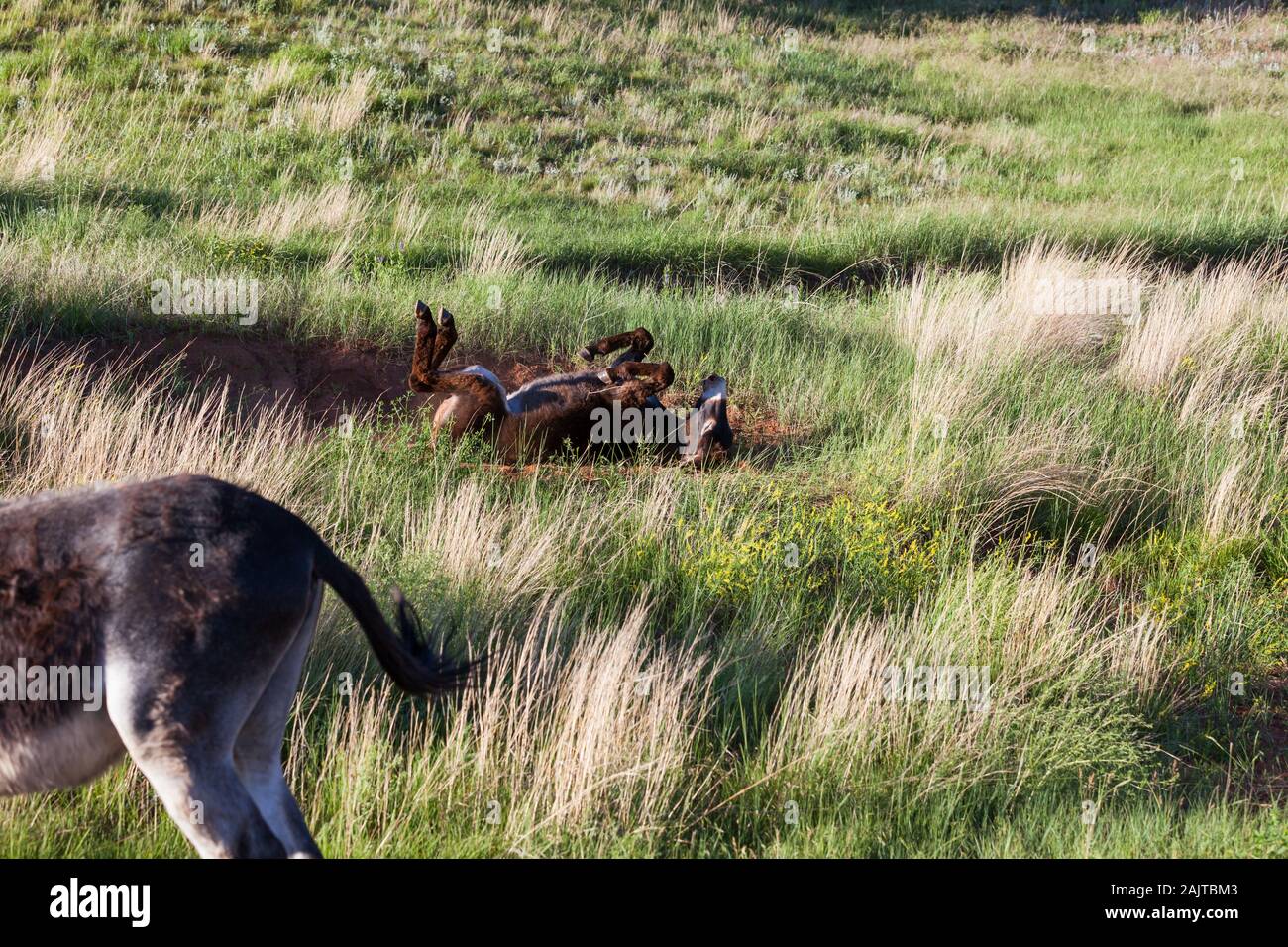 Eine braune und weiße Esel Rollen in der Red Schmutz auf einem Hügel als seine Herde Gehilfen Spaziergang durch im Custer State Park in South Dakota. Stockfoto